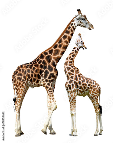 Two giraffes isolated
