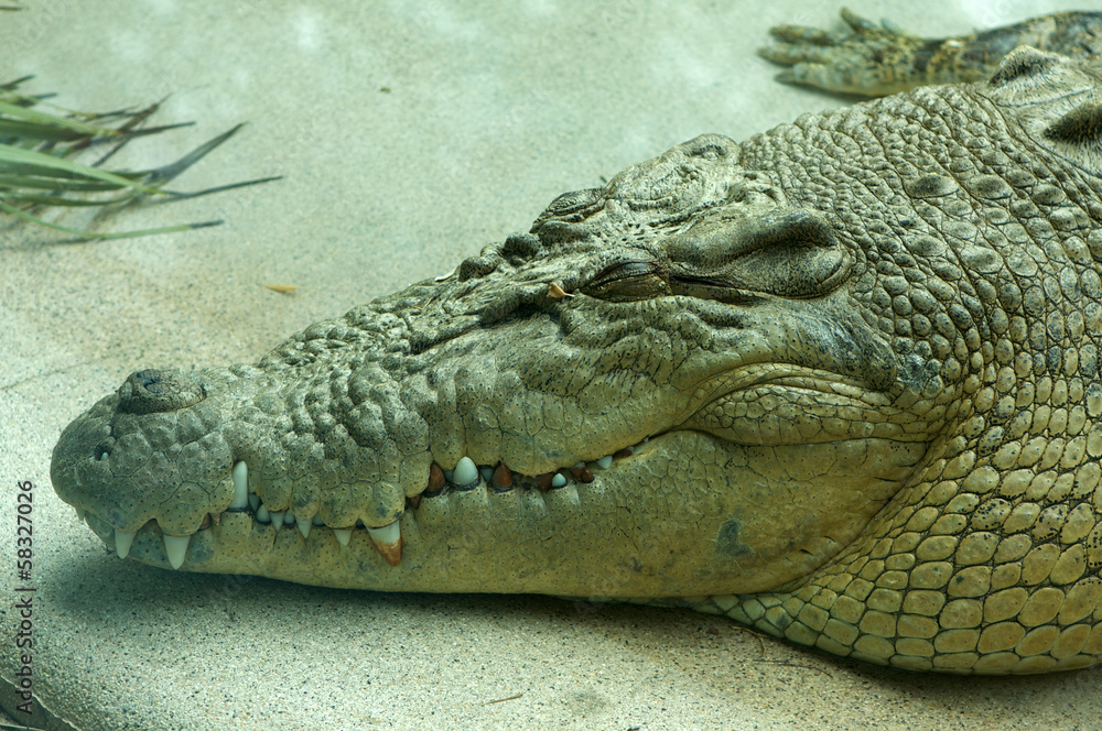 Obraz premium Saltwater Crocodile Resting