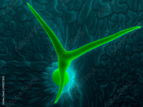 Trichome, Arabidopsis leaf hair