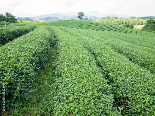 Green tea plantation © illusob
