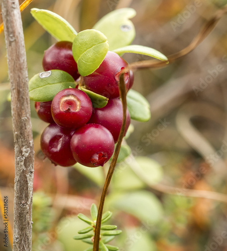 Obraz na plátně red bilberries