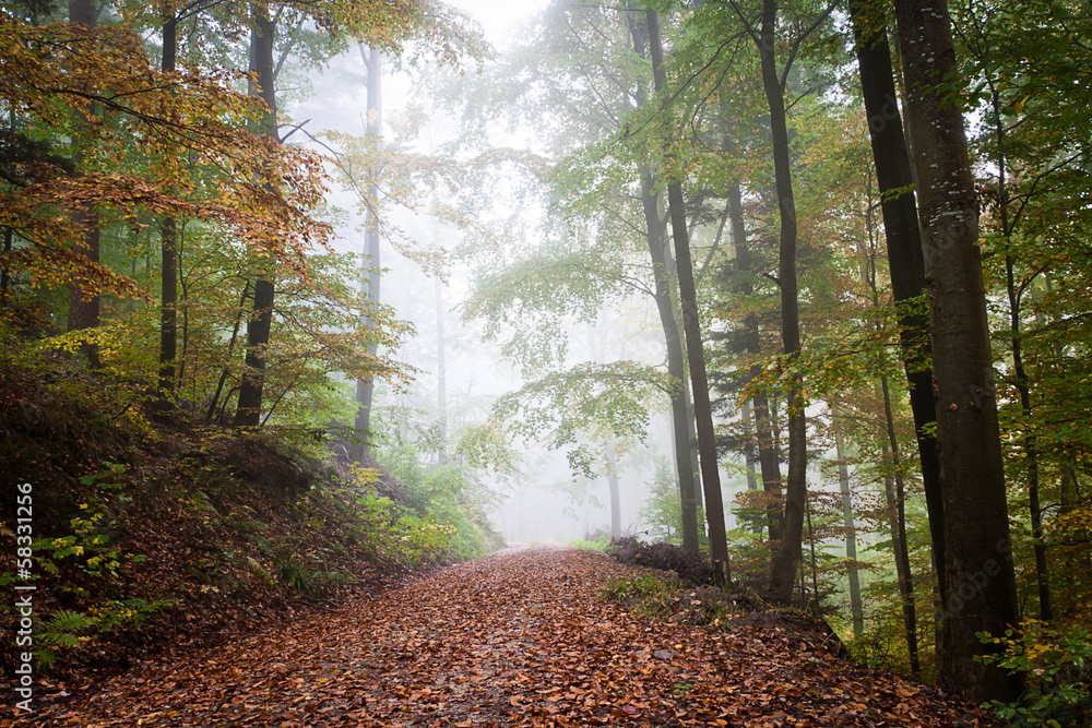 Fototapeta premium Waldweg im Herbst
