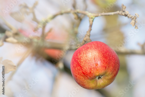 Red wet apple on a branch