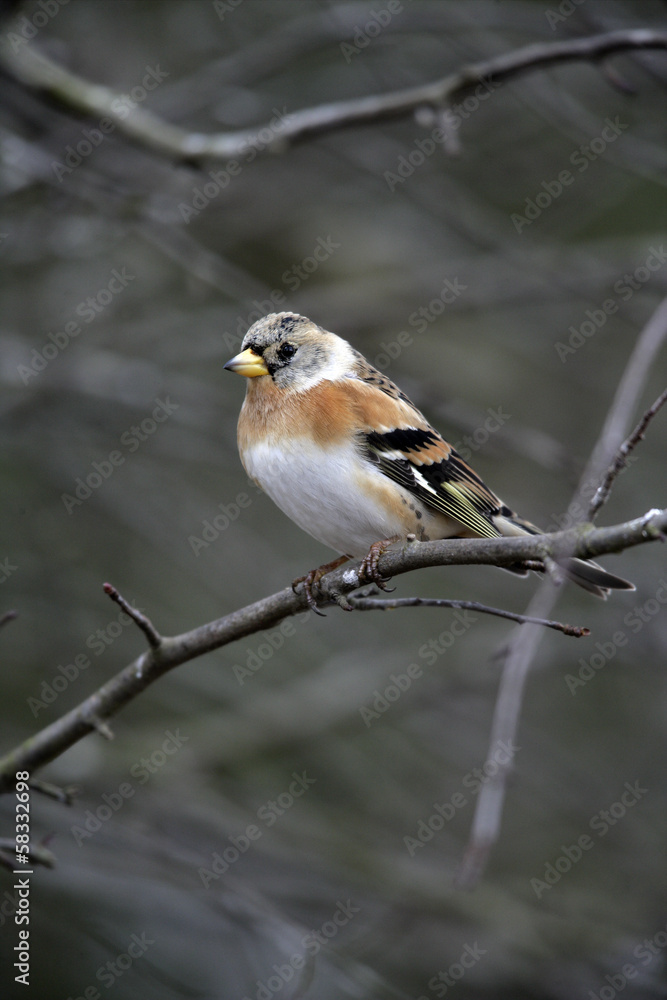 Brambling, Fringilla montifringilla Brambling, Fringilla montifringilla