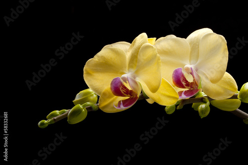 Fototapeta Naklejka Na Ścianę i Meble -  Yellow orchid isolated on black  background