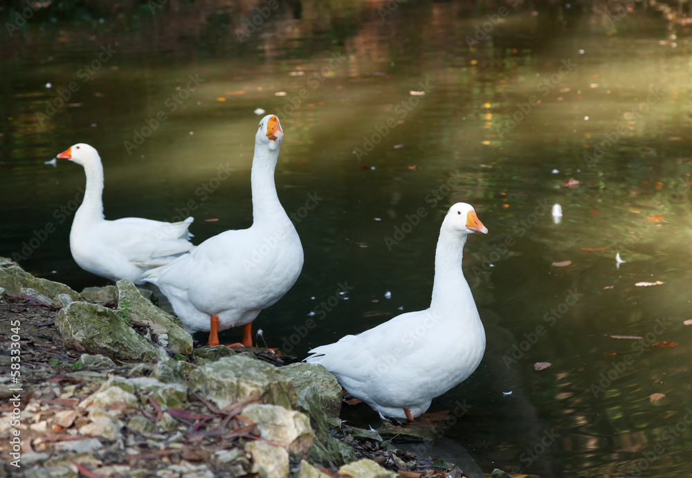 three white goose three white goose