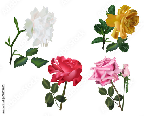 four color isolated rose flowers set