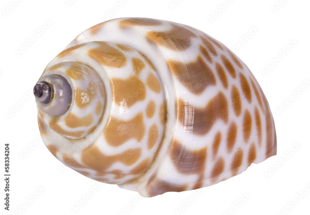 Close-up of a conch shell