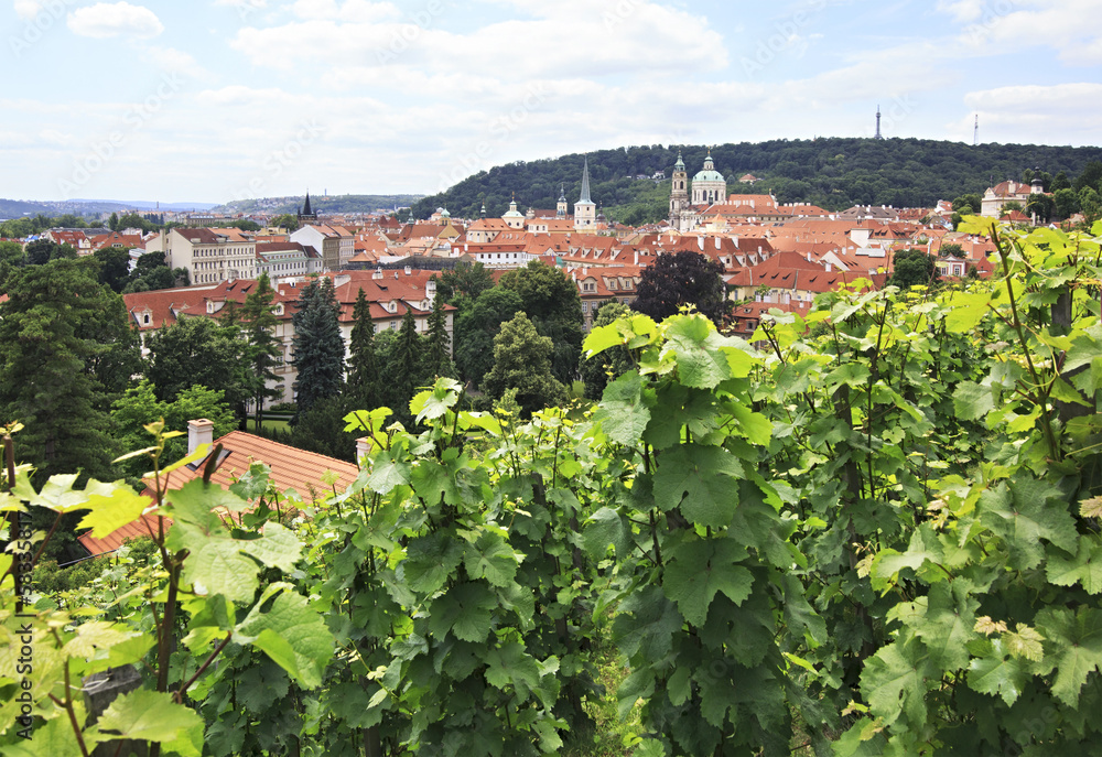 Vine on the hills in the center of Prague.