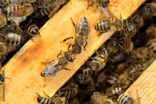 Worker Bees on Honeycomb