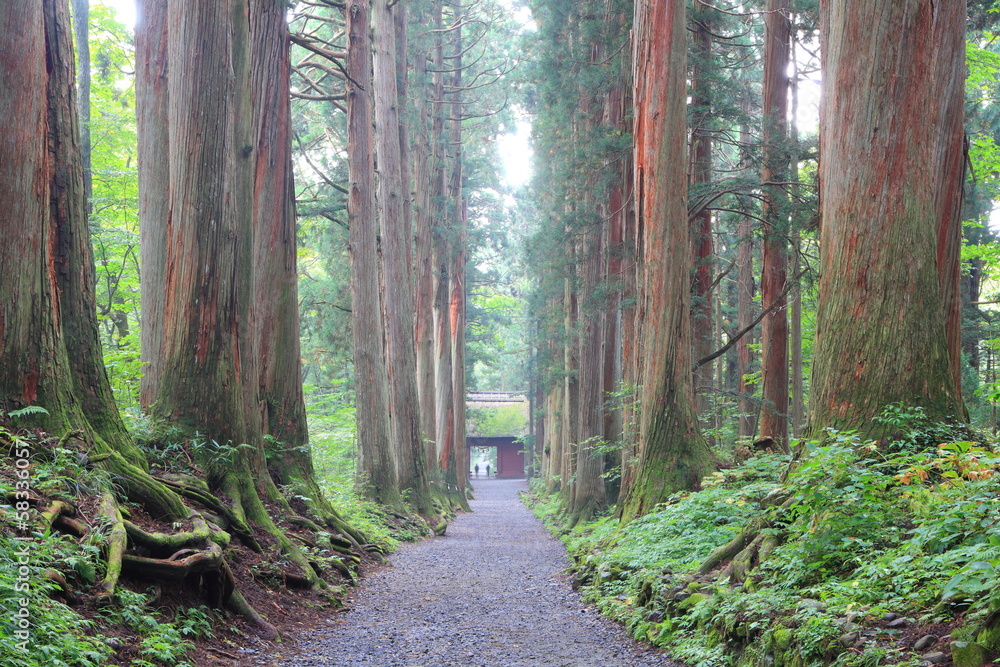 Obraz premium Cedar Avenue of Togakushi, Nagano, Japan