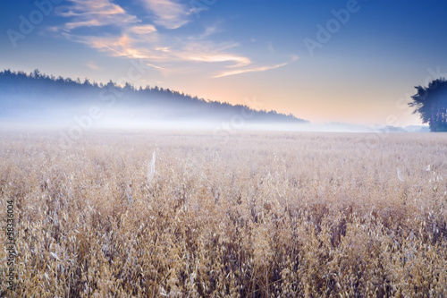 oat field at foggy sunrise