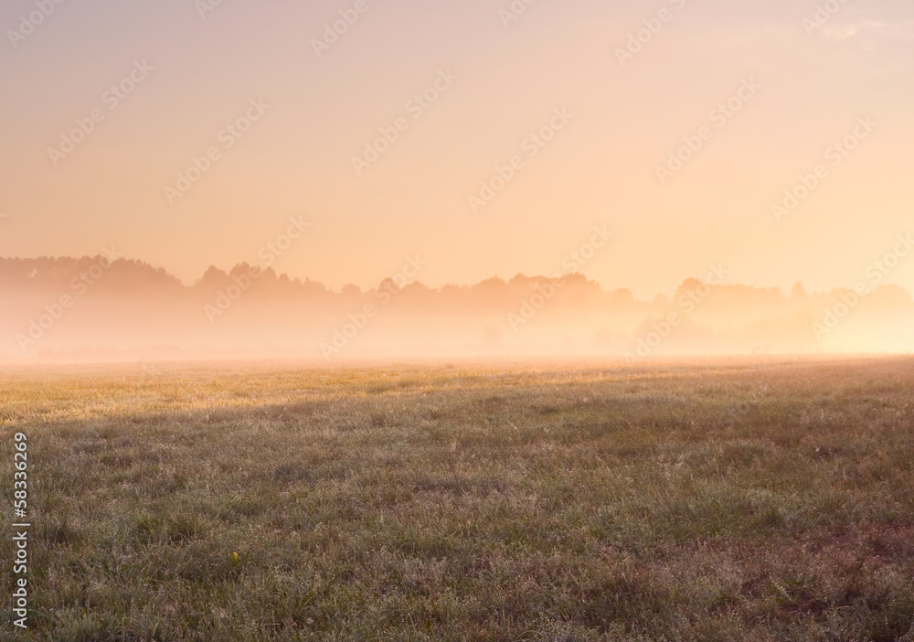foggy morning on meadow