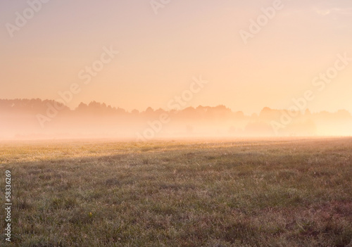 foggy morning on meadow