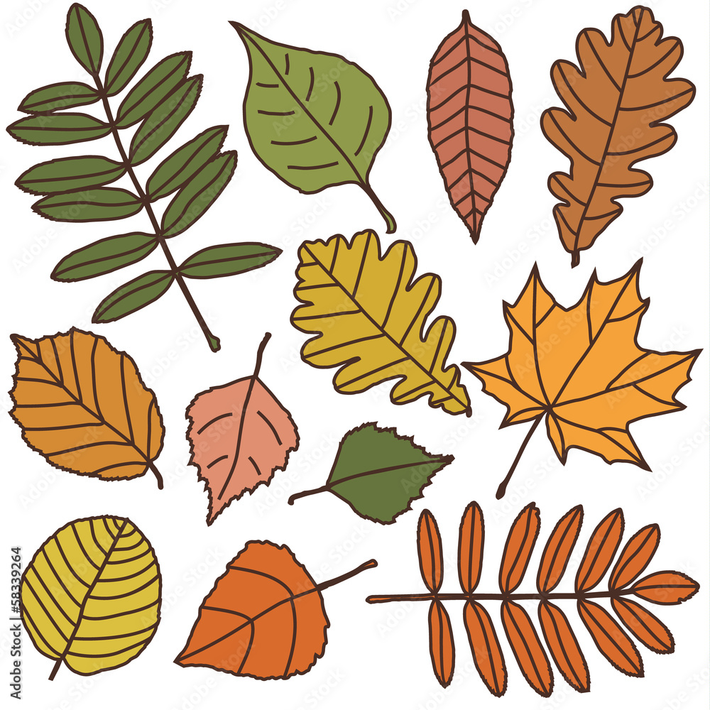 Obraz premium autumn leaves set