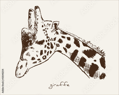 Giraffe Illustration