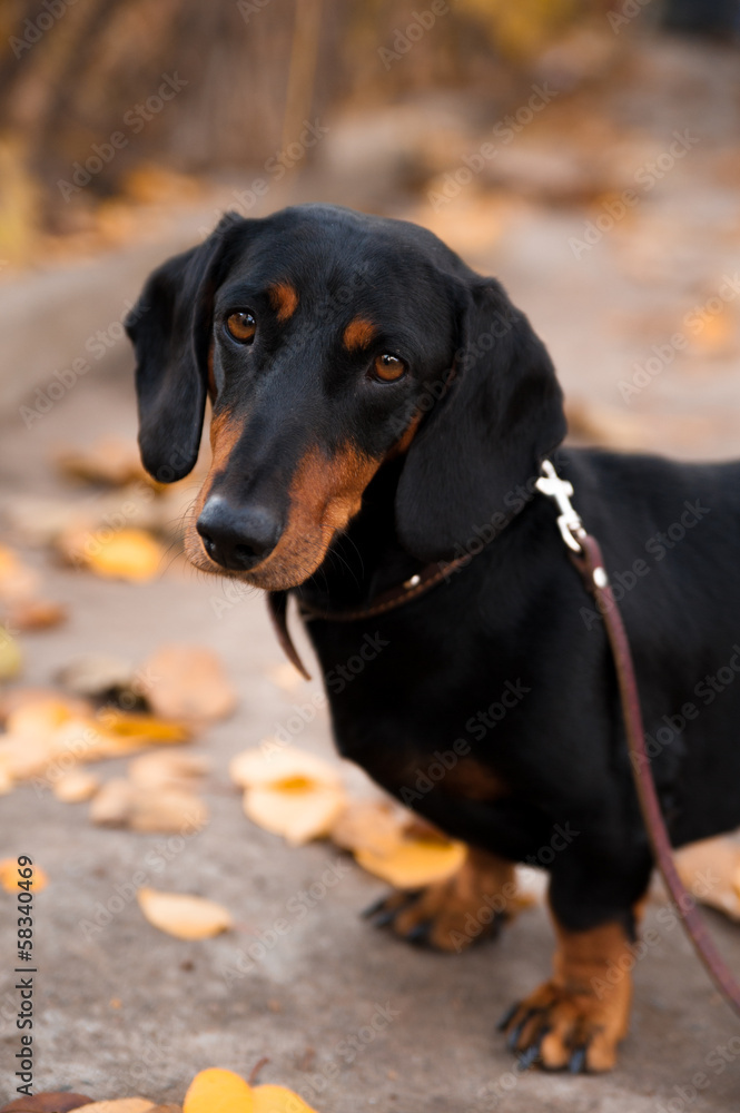 German badger-dog