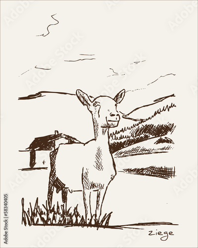 Ziege Illustration
