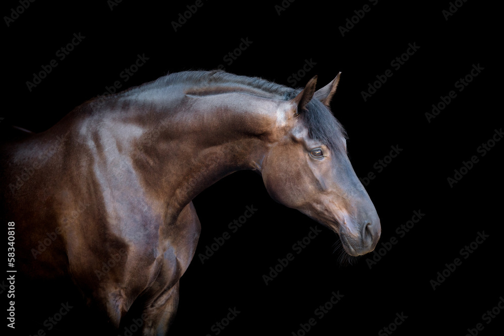 Horse head isolated on black background