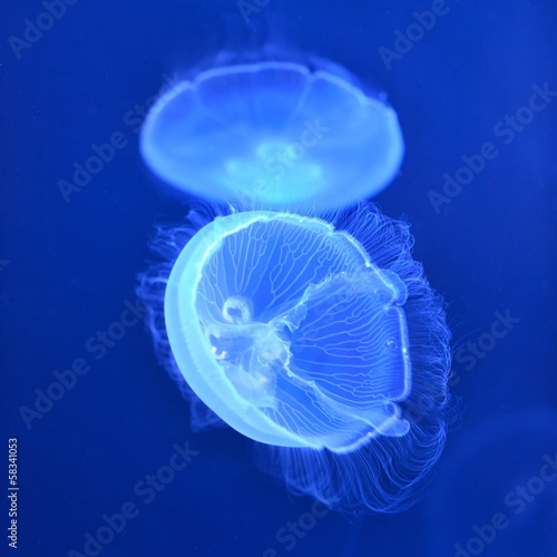 underwater image of jellyfishes © bereta
