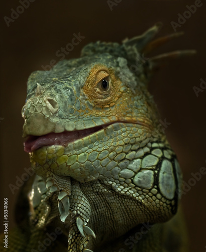 Fototapeta Naklejka Na Ścianę i Meble -  Portrait of Green Iguana