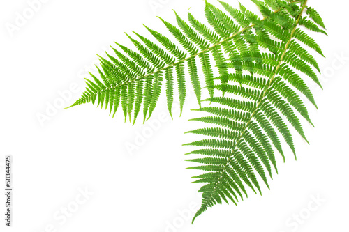 Fresh spring green fern