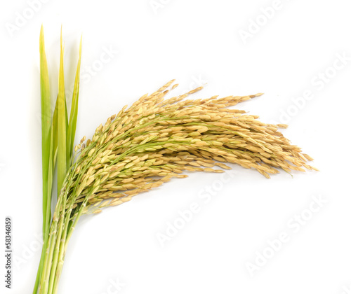 paddy rice seed.