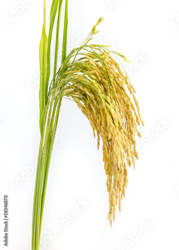 Fototapeta paddy rice seed.