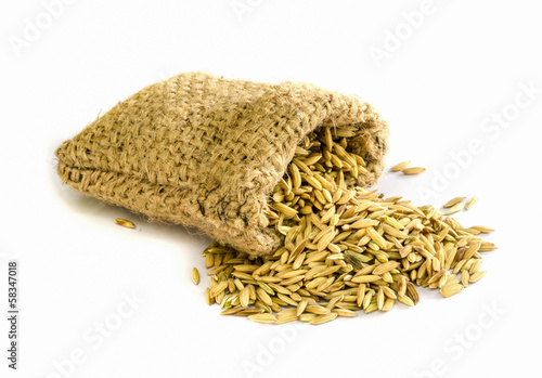 paddy rice seed. photo