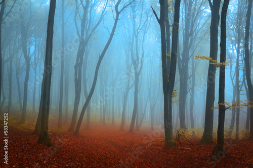Beautiful forest during autumn photo