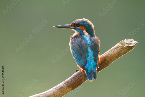 Fotografia kingfisher on a stick