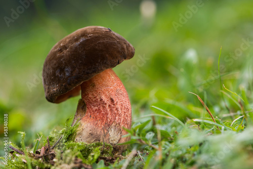 Flockenstieliger Hexen-Röhrling photo