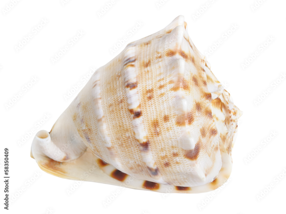 Seashell Seashell