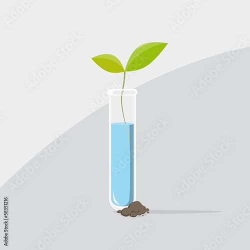 Last plant from a test tube
