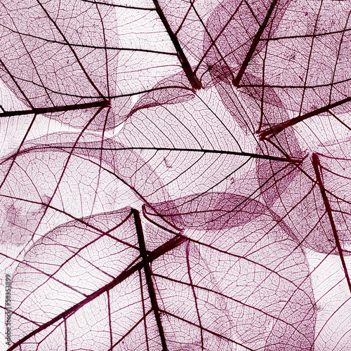 purple background from dried fall leaves