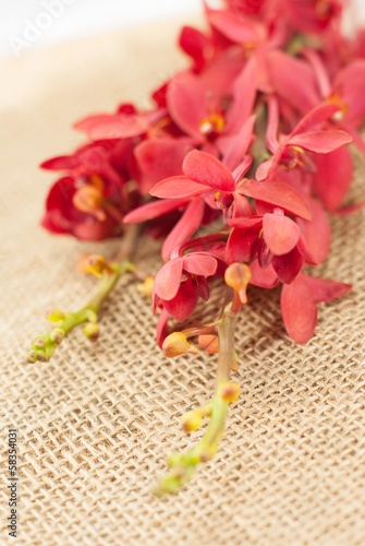 red orchid on burlap