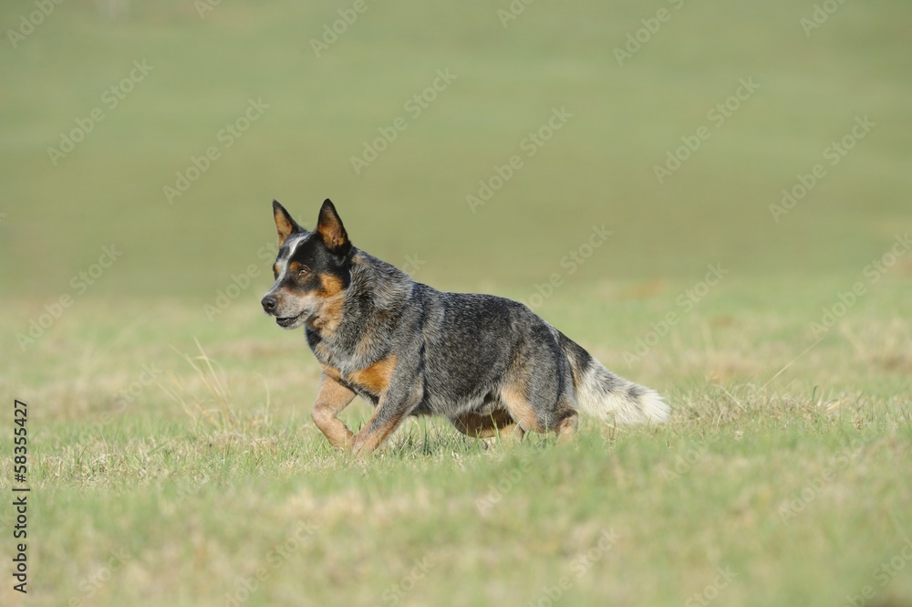 pedigree Australian Cattle Dog stud pedigree Australian Cattle Dog stud