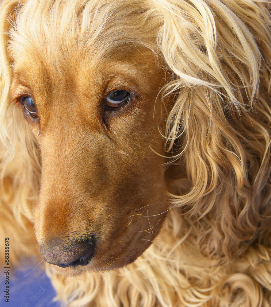 Cocker Spaniel