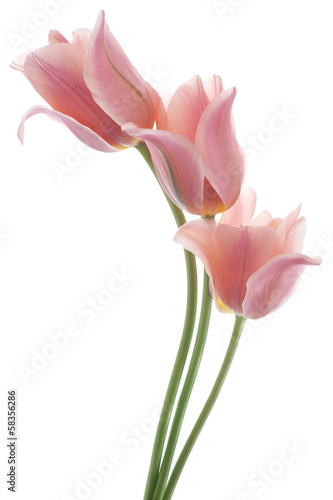 Fototapeta Naklejka Na Ścianę i Meble -  tulip