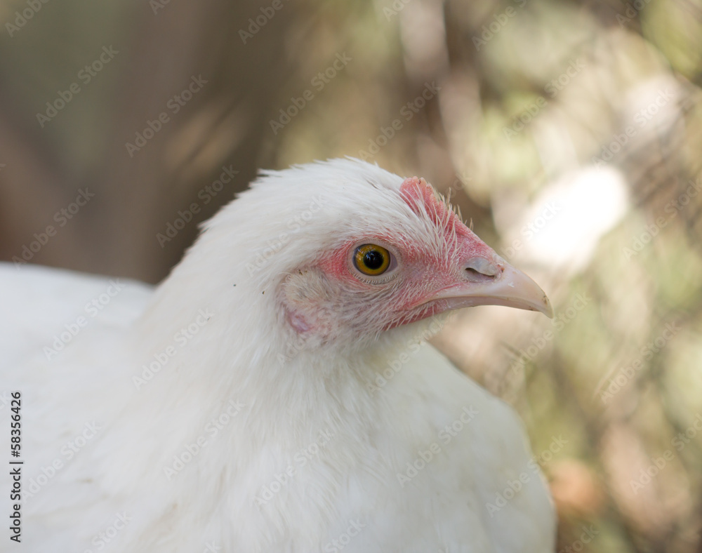 portrait of a little white chicken