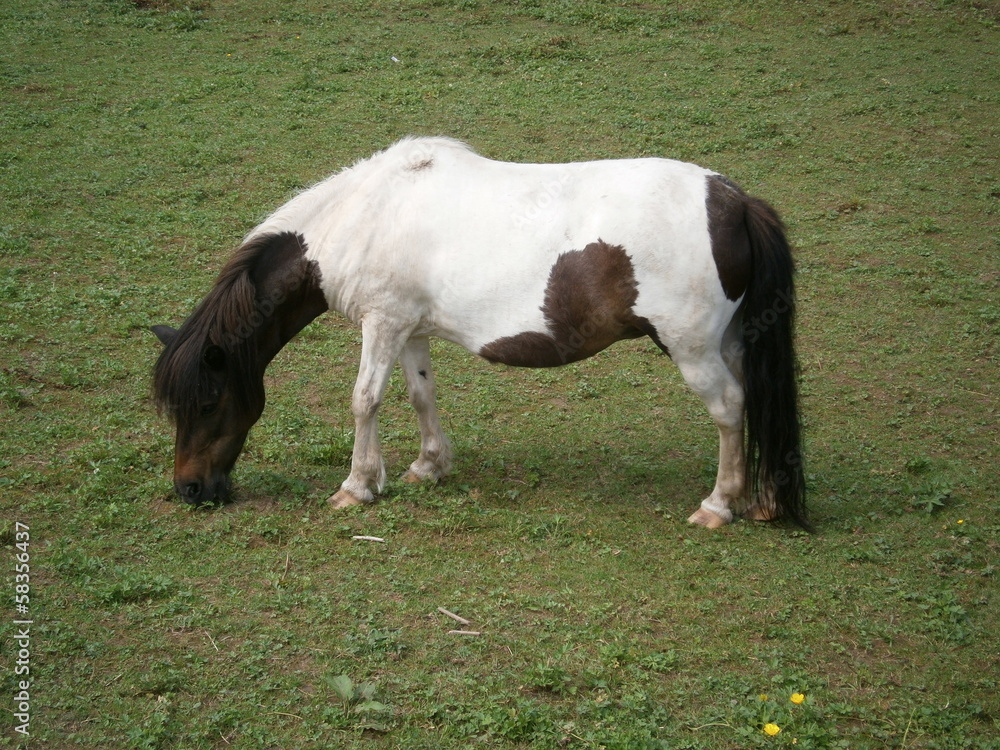 Mini pony Mini pony