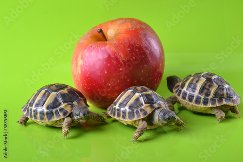 Pomme rouge VS bébé tortues hermann photo