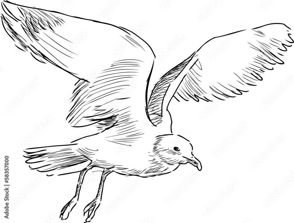 Fototapeta premium flying gull