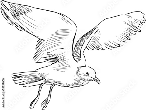 flying gull