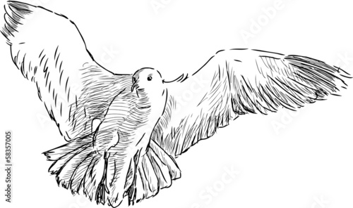flying sea gull