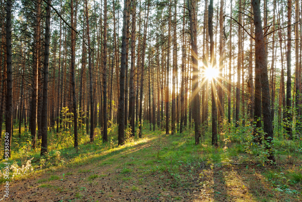 Fototapeta premium sunset in the woods