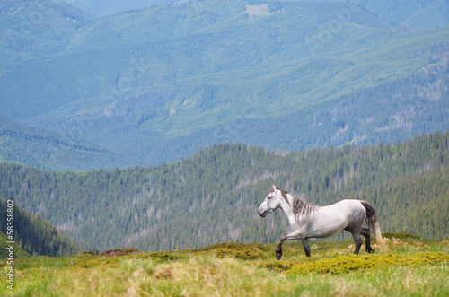 Fototapeta Naklejka Na Ścianę i Meble -  Horse in the mountains