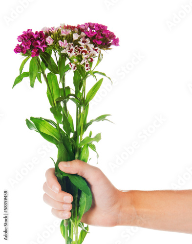 Dianthus barbatus in the female hand