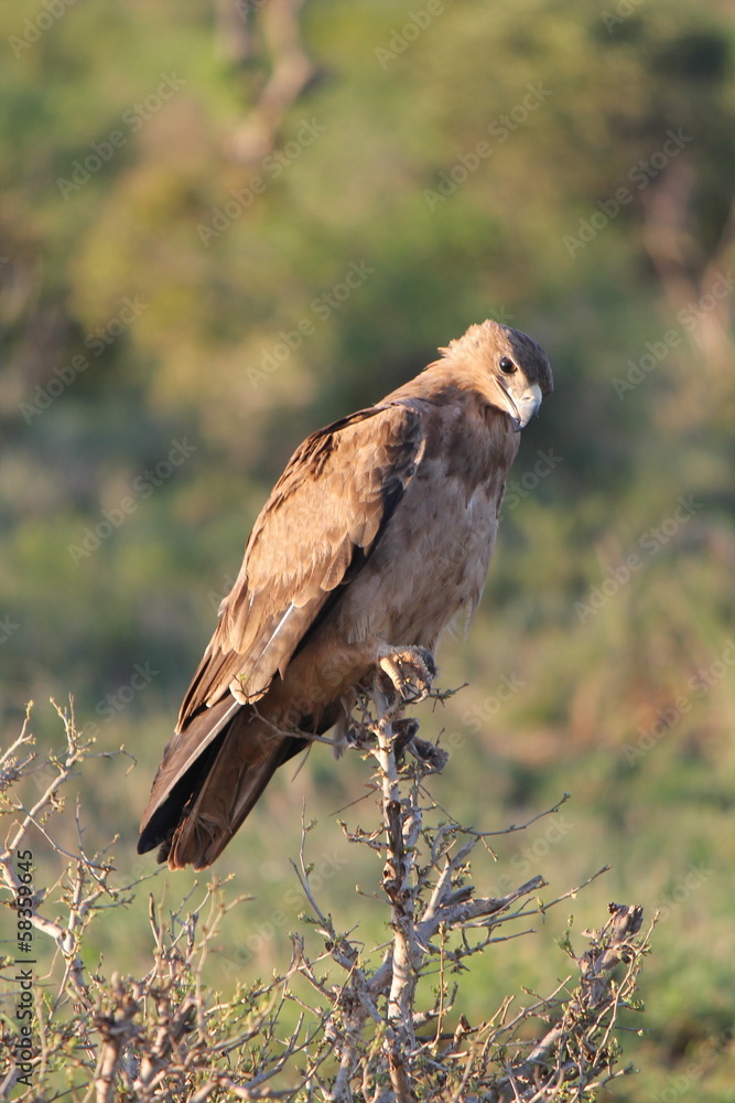 Fototapeta premium Poiana