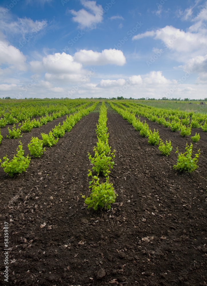 young Vineyards